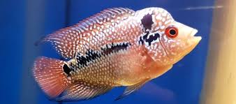 Perbedaan ini hanya untuk anda yang ingin memilih indukan yang benar untuk melakukan budidaya ikan louhan. Harga Terkini Louhan Cencu Anakan Dewasa Kualitas Super Daftar Harga Tarif