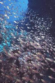 Image result for Scombroid Fish Poisoning