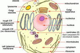 Maybe you would like to learn more about one of these? Animal Cell Labeled Biological Science Picture Directory Pulpbits Net
