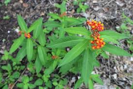 Image result for Asclepias curassavica