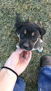 Black And Tan Puppies Black Tan Female Catahoula Dam Sire Is Luna Roy L1 Catahoula Black And Tan Puppies