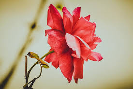 We did not find results for: Alam Bunga Tidak Seorangpun Menanam Daun Daun Indah Hidup Musim Panas Taman Kelopak Warna Pikist