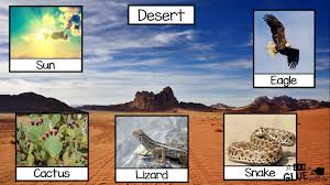 Food Chains A Dab Of Glue Will Do Food Chain Food Web Grassland Biome