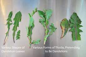 The leaves on a common dandelion have a toothy appearance. Eating My Yard Dandelion Leaves Dandelion Flowers Wild Edibles