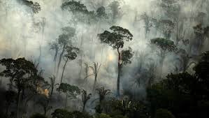 Suchen sie in stockfotos und lizenzfreien bildern zum thema amazonas regenwald von istock. Amazonas Regenwald Stosst Derzeit Mehr Co Aus Als Er Absorbiert Der Spiegel