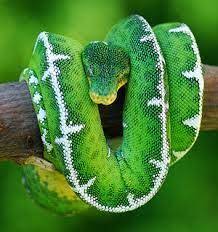 Tropical Rainforest Snakes Google Search Emerald Tree Boa Boa Constrictor Cute Reptiles