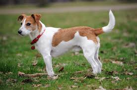 Use our unique puppy weight predictor to give you puppy weight estimates for every major breed. Parson Russell Terrier Information And Pictures Petguide
