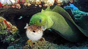 The moray eel offers a long body and a very long snout. Moray Vs Porcupinefish Moray Eel Can Gulp Spikes Ball Easily Youtube
