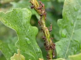 Image result for Lagenaria rufa