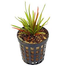 Image result for Eriocaulon inyangense