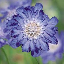 Fama Deep Blue Pincushion Flower Seeds Wonderful Flowers Flower Seeds Shade Garden Plants