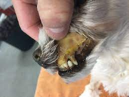 Causes Treatments For Dogs With Imha News Vrh247