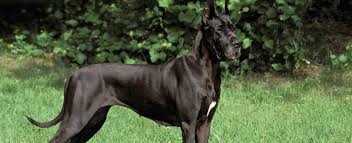 Her left leg is of no use. Great Dane Dog Breed Profile Petfinder