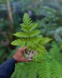 Image result for Pteris tripartita