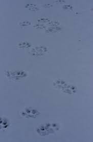 Most amazing lynx bobcat hunting skills attack compilation. Fevrier 2019 Lynx Dans L Ain