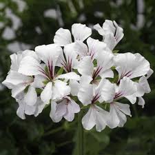 Image result for Pelargonium