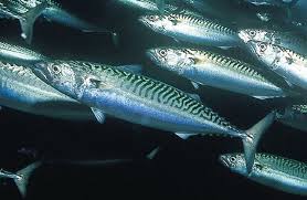 Fish Identification Salt Water Fishing Mackerel Fish