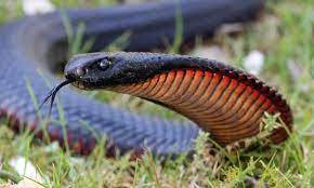 Red Bellied Black Snake Pseudechis Porphyriacus Snake Dangerous Animals In Australia Australia Animals