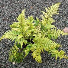 Image result for Athyrium schimperi