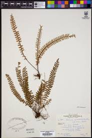 Image result for Pellaea angulosa