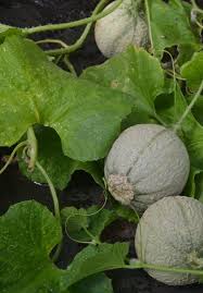 I picked some melon for eating with my boy and it so sweet. Organic Melon Sivan F1 Tamar Organics