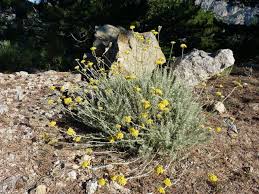 Image result for Helichrysum candolleanum