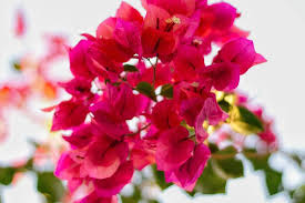 Bunga kertas memiliki tekstur mahkota bunga berupa lembaran kertas yang tipis tapi kaku. Bunga Bugenvil Tidak Bermekaran Ketahui 4 Penyebabnya Halaman All Kompas Com