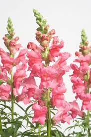 Antirrhinum Majus Snapdragon Bedding Plants Tender Perennial Snapdragon Sonnet Snapdragon Liberty Snapdragon Flowers Bedding Plants Antirrhinum