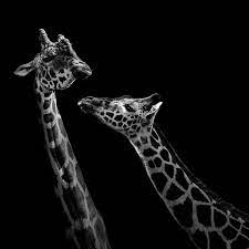 These Black And White Animals By Lukas Holas Are Just Mesmerizing Animals Black And White Giraffe Photography Black And White Pictures