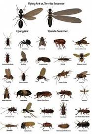 Problem solved pest control is thankful for your service to our communities and to our nation. 42 Pests Control Indoor Outdoor Ideas In 2021 Pests Pest Control Insect Control