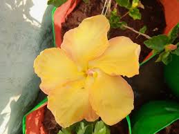 Image result for Lepidagathis randii
