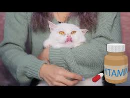 How To Give Your Cat A Pill Tablet 3 Cats 3 Different Difficulty Level Youtube