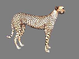 Cheetah 3d Model Flatpyramid 3d Model Cheetah Model