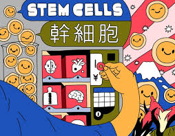Why is stem cell therapy so expensive? The Potent Effects Of Japan S Stem Cell Policies