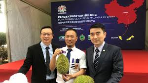 The main durian season in singapore typically starts from june or july and lasts till september, with durians streaming in by the truckloads from various parts of malaysia, such as johor and pahang. Shanghai Yechen First To Import Frozen Durians From Malaysia Produce Report