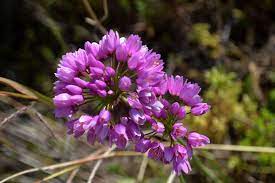 Allium Roseum Rosy Garlic Bulbs Pink Fragrant Summer Perennial Dwarf Plant Dwarf Plants Garlic Bulb Perennials