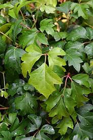 Image result for Cissus cucumerifolia