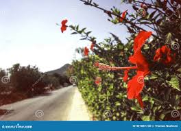 Image result for Hibiscus aethiopicus