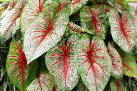 Elephant Ear Caladium Tricolor Shutterstock Com New York Ny Elephant Ear Plant Elephant Ears Plants