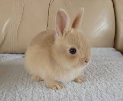 30 netherland dwarf rabbits near buffalo, ny. Fawn Netherland Dwarf Doe For Sale Whitchurch Shropshire Pets4homes Cute Animals Pet Bunny Cute Baby Animals