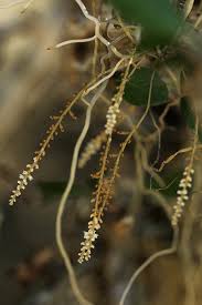 Image result for Microcoelia exilis