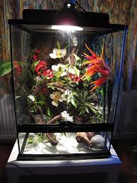 What S In My White S Tree Frog Setup Picture Heavy Reptile Forums Whites Tree Frog Tree Frog Terrarium Tree Frogs