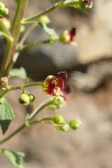 Image result for Selago albomarginata