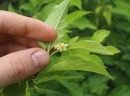 Image result for Solanaceae