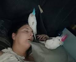 The chance of being killed by a duck is low, but...