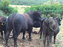 Toate categoriile garsoniere (1) apartamente cu 2 camere (27) apartamente cu 3 camere (24) apartamente cu 4 camere (9) apartamente cu 5 camere (1) case (1) vile (14) terenuri intravilane (7). Bovine Lumea Satului