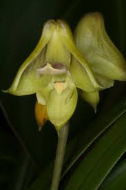 Image result for Polystachya undulata