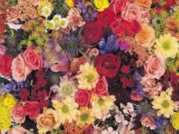 Newtown is a borough in bucks county. About Domenic Graziano Flowers Southampton Pa Florist