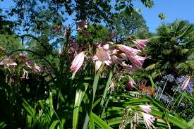 Image result for Crinum jasonii