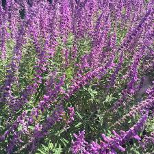It has grayish green foliage with white undersides. Salvia Leucantha Santa Barbara Salvia Santa Barbara Uploaded By Jaguari